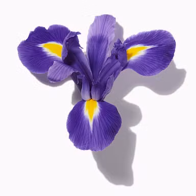 Iris