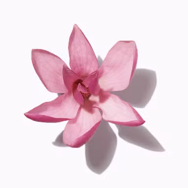 Magnolia