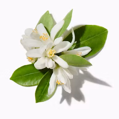 Orange Blossom