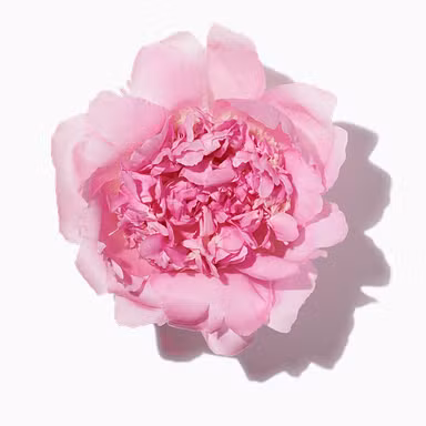 Peony