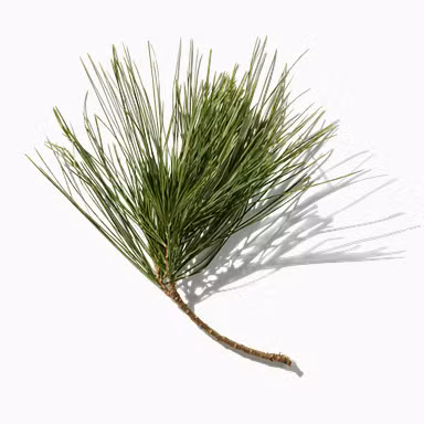 Pine Needles