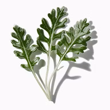 Wormwood